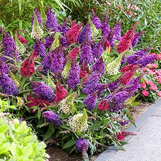 Pack 2 Butterfly Bushes Live Plant, Fragrant Buddleia Bush Shrub, 4 to 9 Inch Tall (Mixed Blooms)