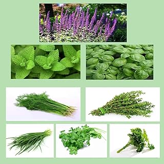 800 Herb Seed Package Includes 8 Varieties Including Mint Cilantra Thyme Parsley Leeks Heirloom 100% Non-GMO Organic Herb Seeds for Planting Home Garden Easy-to-Plant Entry-Level Herb Kit