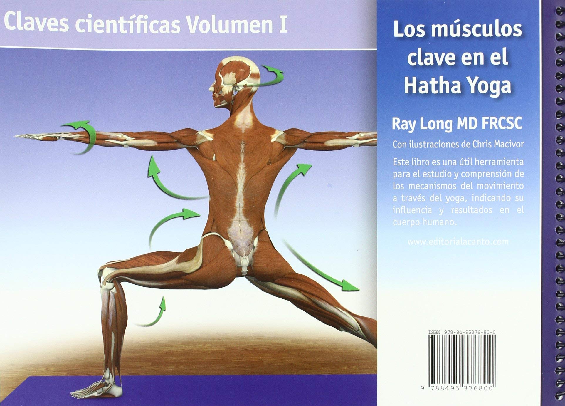 Los músculos clave en el hatha yoga (ENCICLOPEDIA TECNICA)