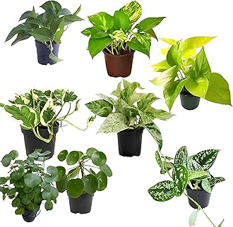TreeGoo All Variety Lucky Money Plants Combo with 4-Inch Black Pots - Easy Care, Air-Purifying Indoor Plants for Home and Office Decor (Pack Of 8)