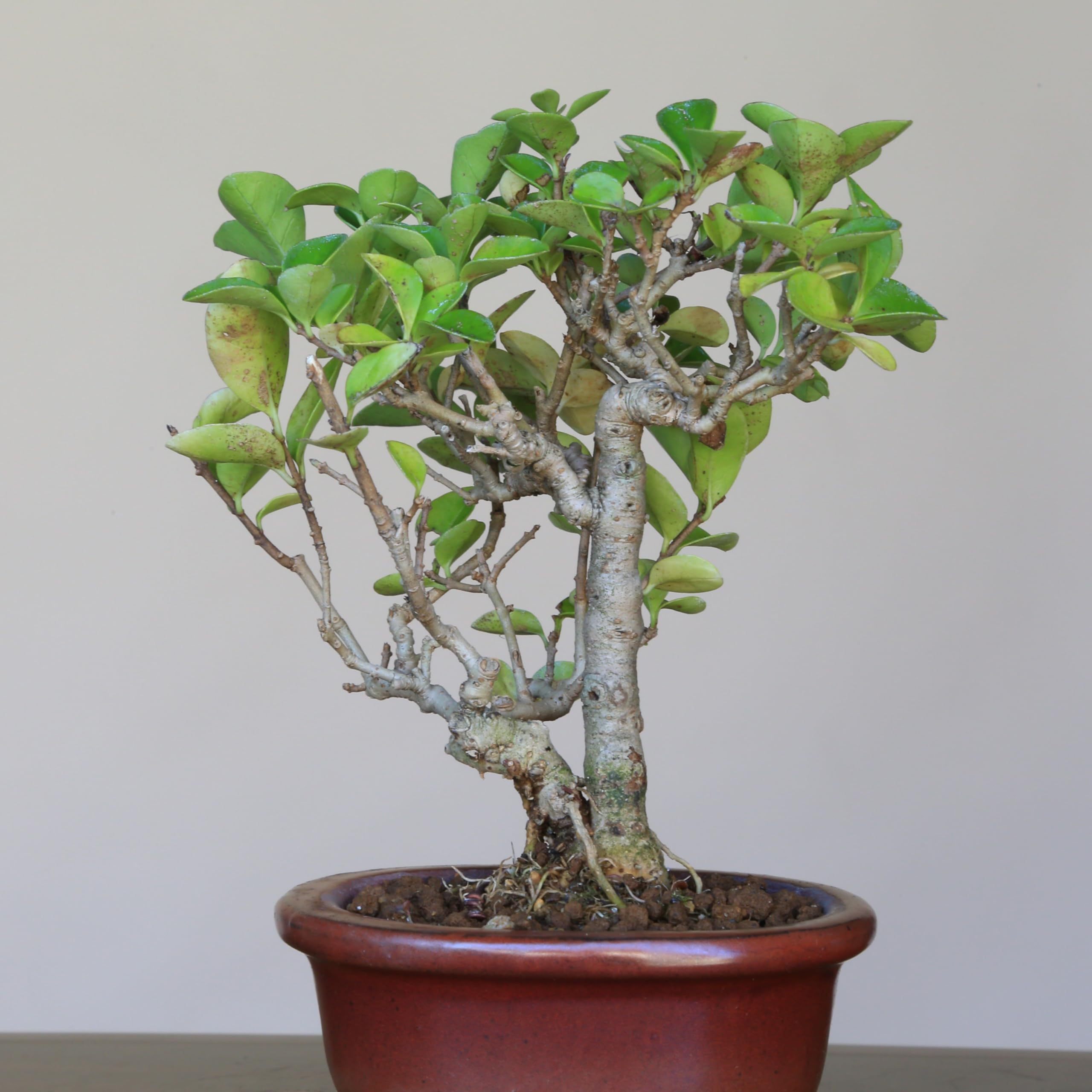 ミニ盆栽。イボタ盆栽。 格安盆栽素材/生産品紹介/イボタ ミニ盆栽 販売/通販のFROM JAPAN