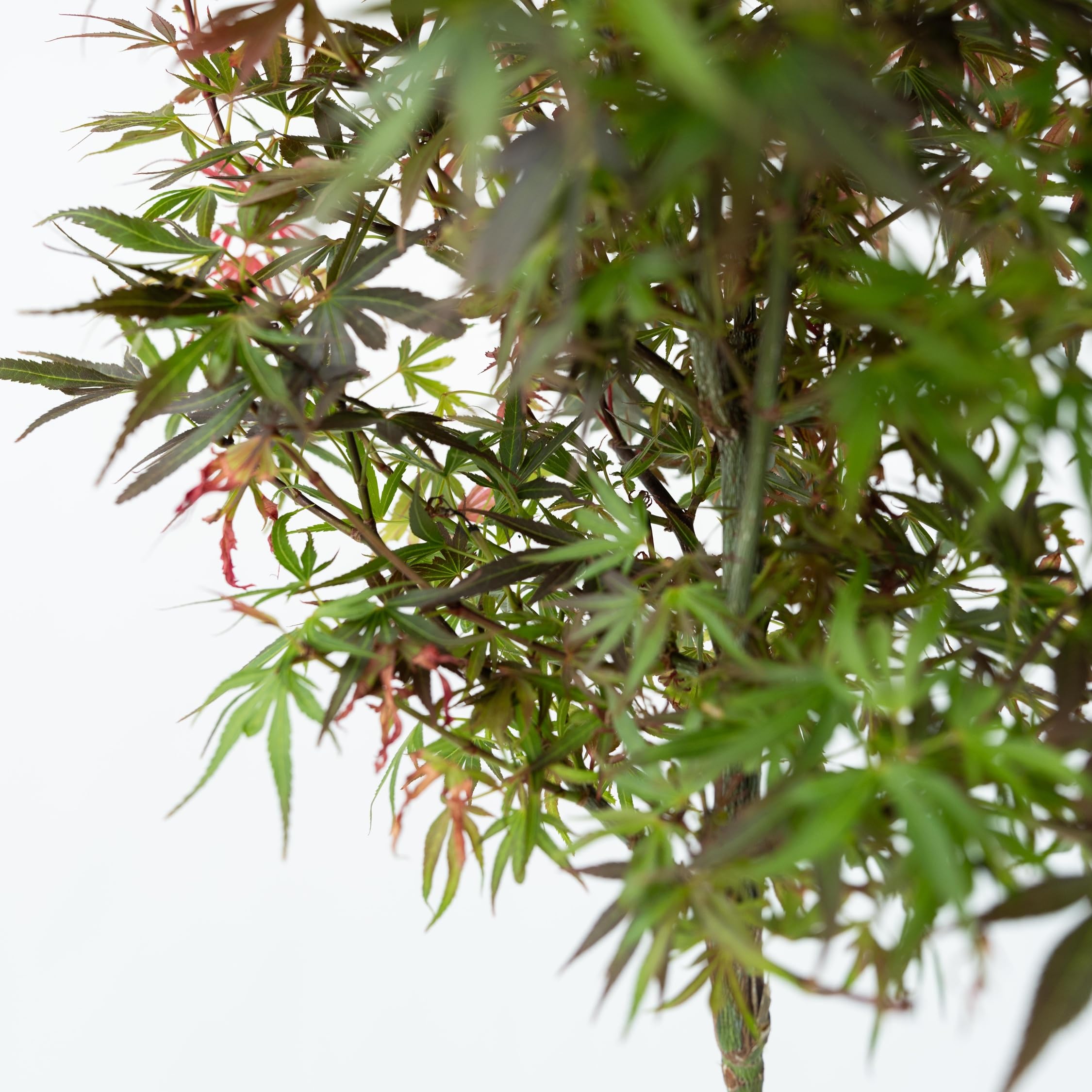 Plant in a Box - Acer palmatum 'Shaina' - Set de 2 - Arce japonés resistente - Hojas rojas - Maceta 19cm - Altura 80-90cm