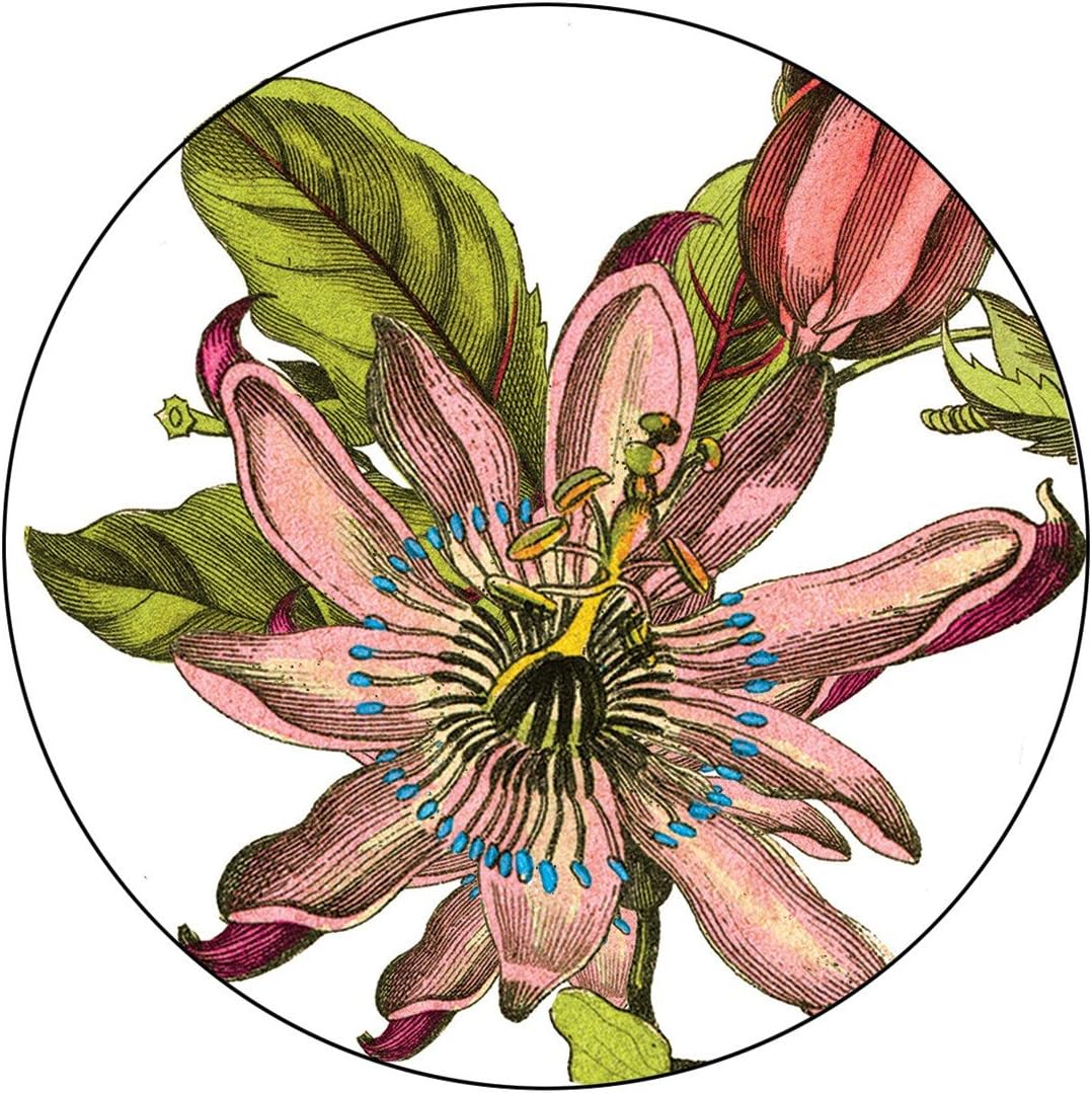 Caskata Studio 12 Count Paper Coasters in Box, Pink Passion