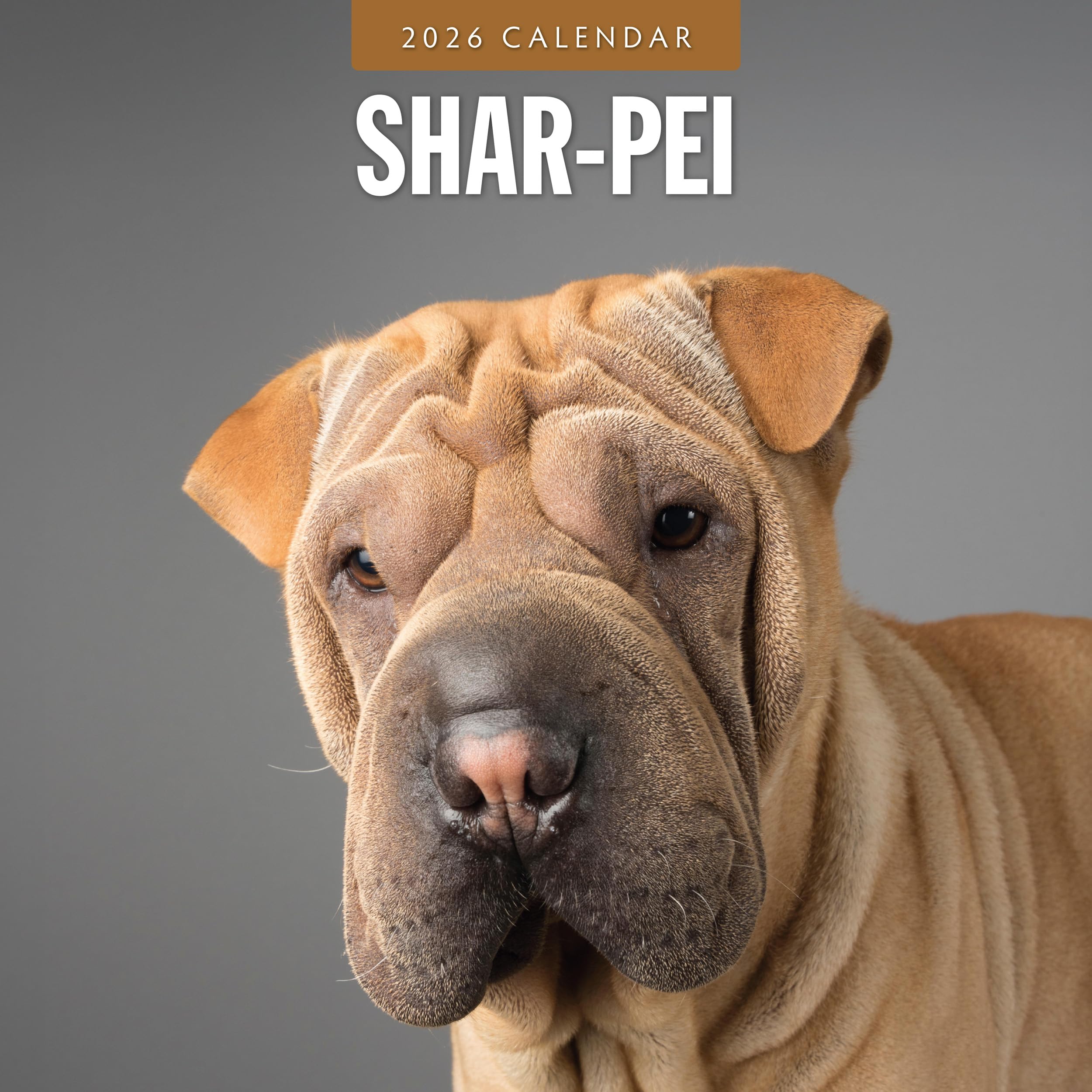 Shar-Pei - 2026 Square Wall Calendar - by Red Robin Publishing