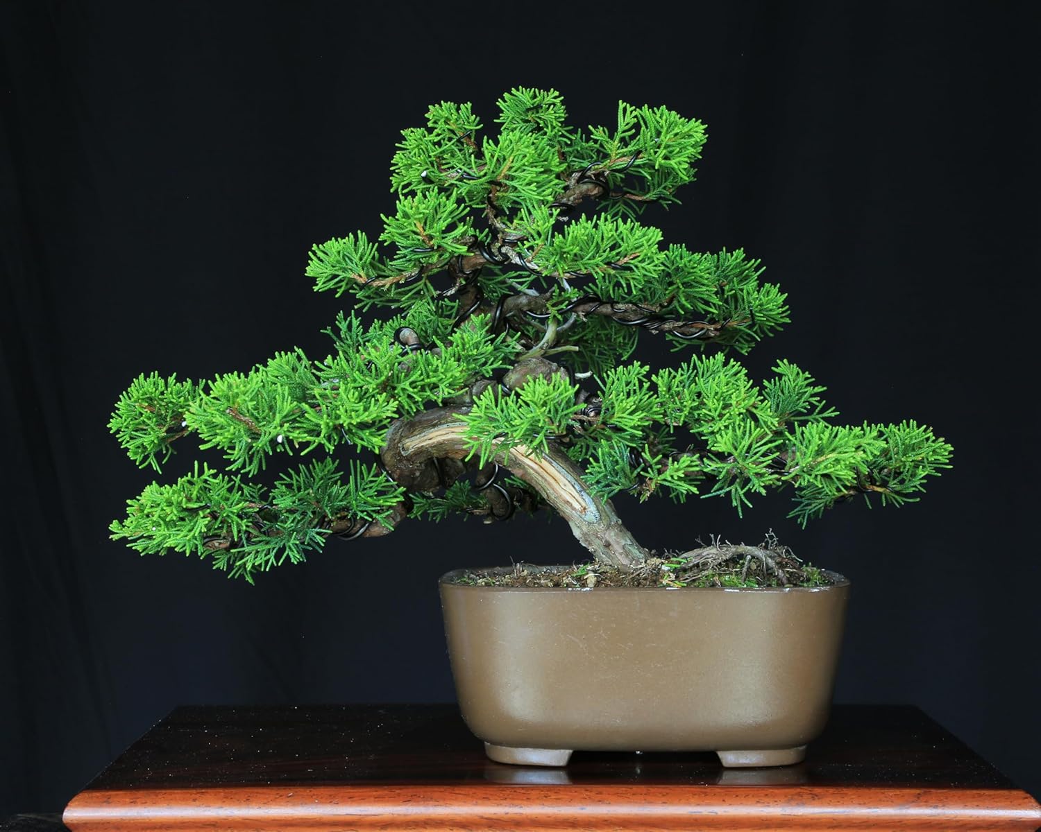 糸魚川真柏/小品盆栽/盆栽 糸魚川真柏 小品盆栽 素材2鉢(松)｜売買されたオークション情報、yahoo