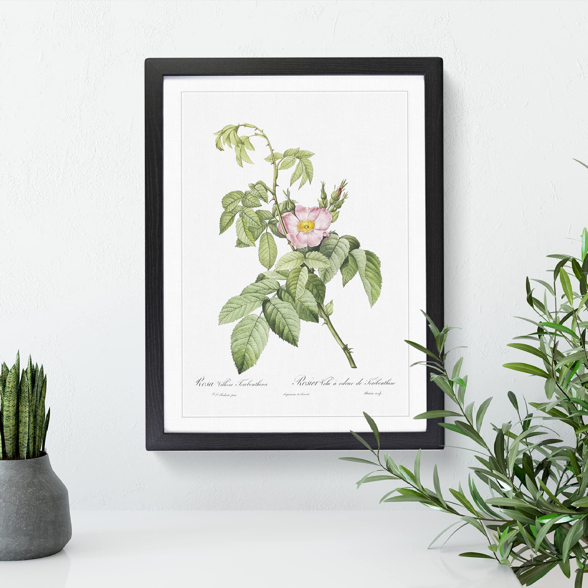 Apple Rose In Pink By Pierre Joseph Redoute Vintage Framed Wall Art Print - Image 3
