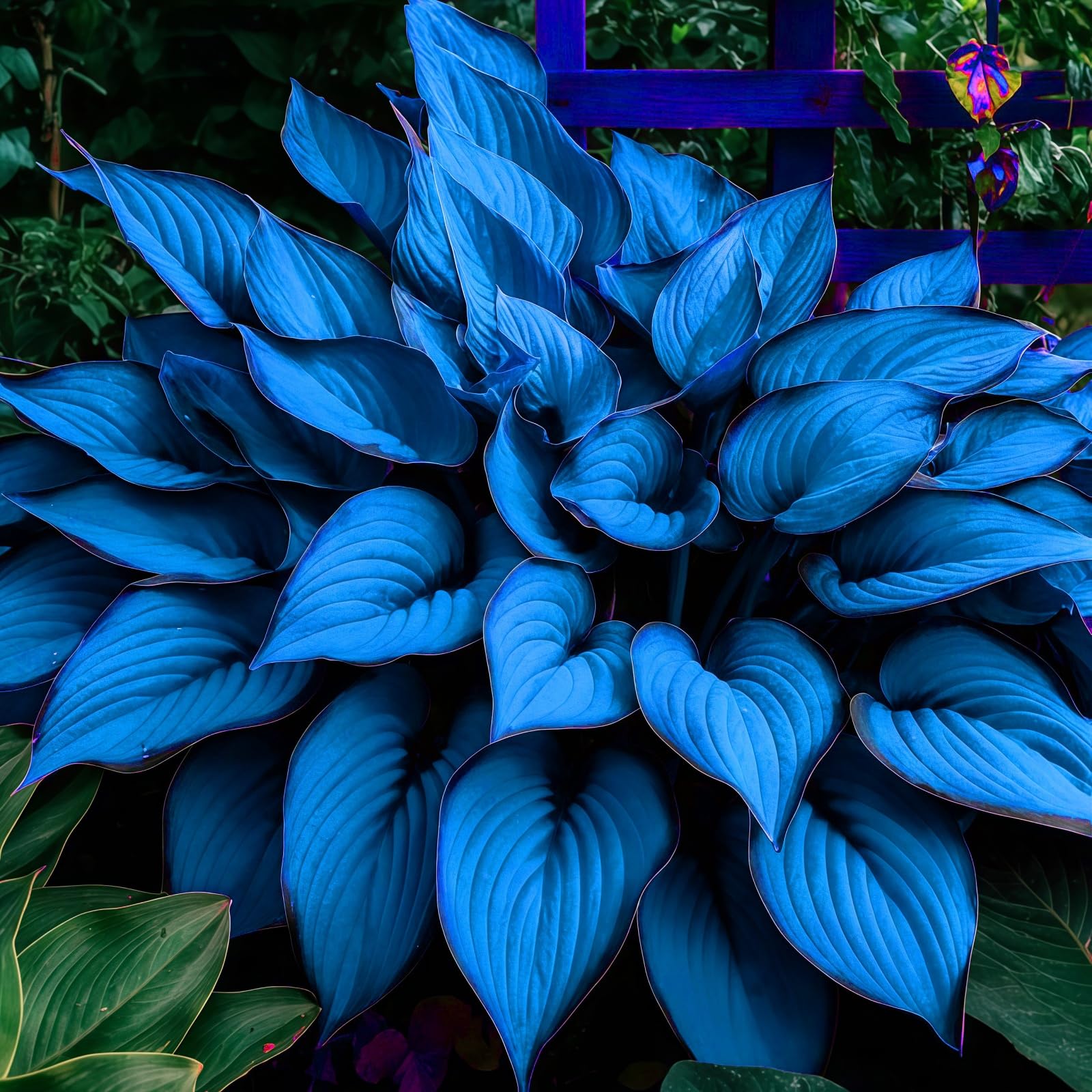 Hosta Perennial UK, Fragrant Flowers, Rare and Beautiful Hosta Bulbs in Bulk,Planting for Stunning Garden Displays-8 Bulbs-I