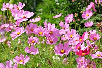 200 Tall Pink Cosmos Cosmos Bipinnatus Flower Seeds