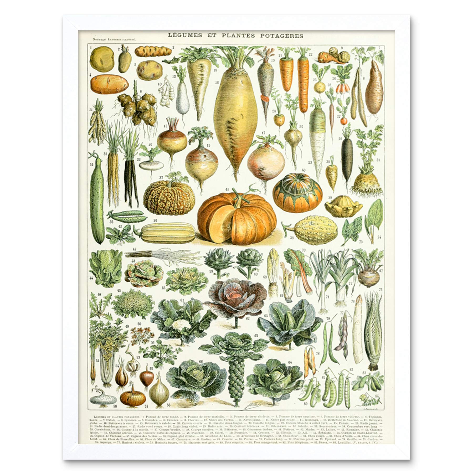 Artery8 Millot Encyclopedia Page Legumes Vegetables Art Print Framed Poster Wall Decor 12x16 inch