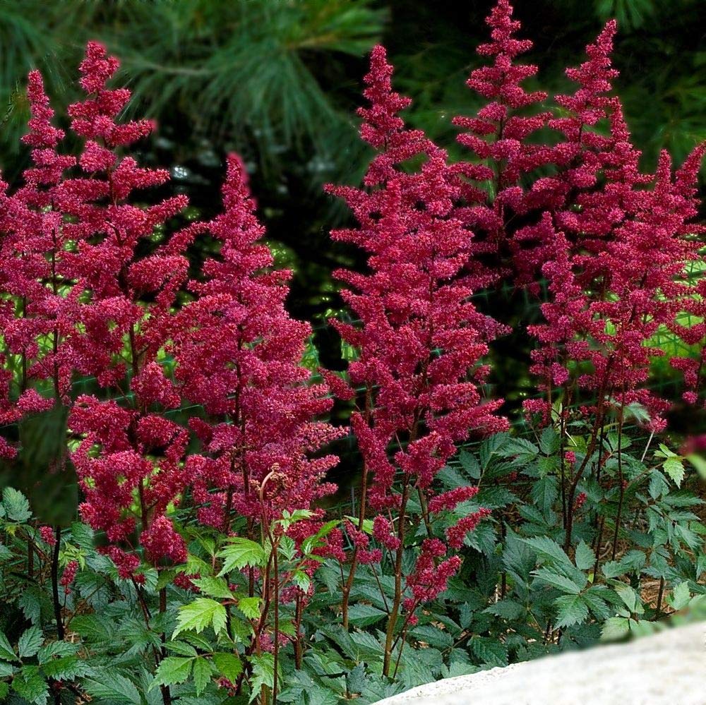 Astilbe red Baron (False Goats Beard) - Marginal Pond Plants - Pond Plants - Water Plants-None-1 LTR