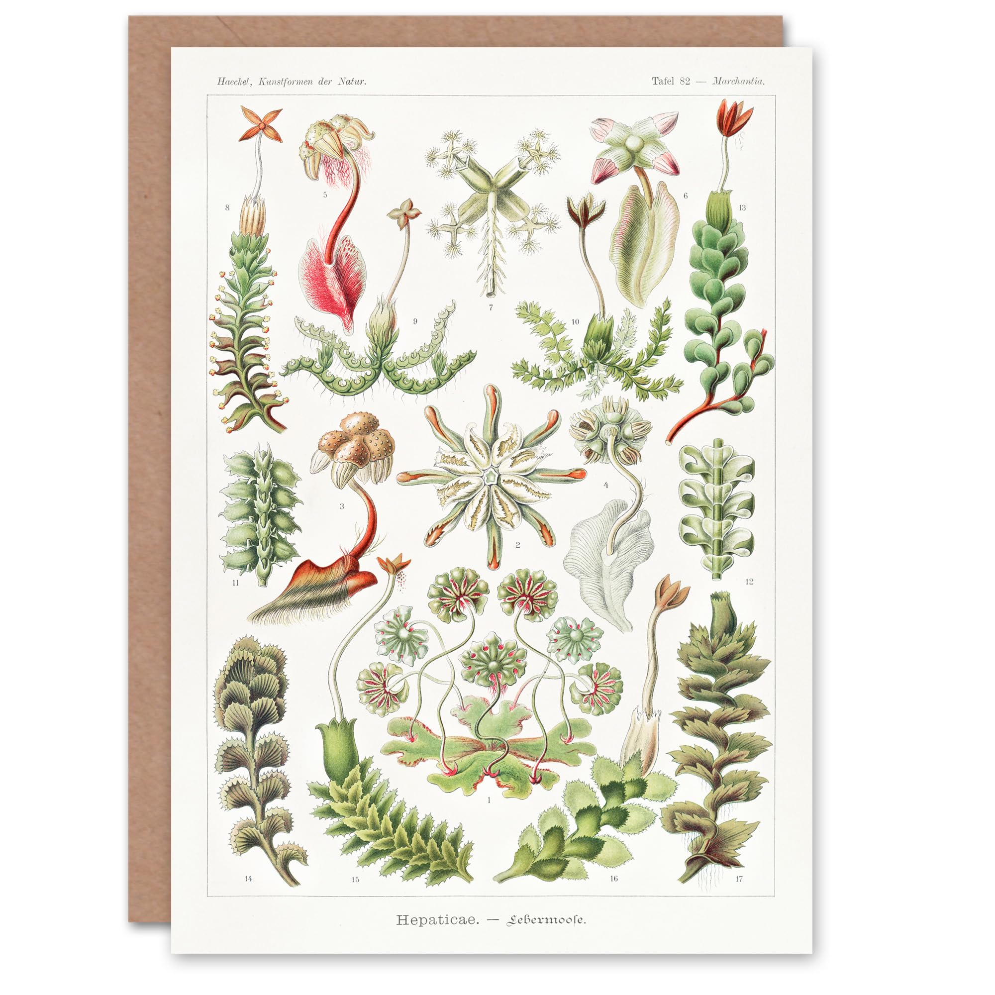 Artery8 Ernst Haeckel Art Card Hepatica Plant Vintage Floral