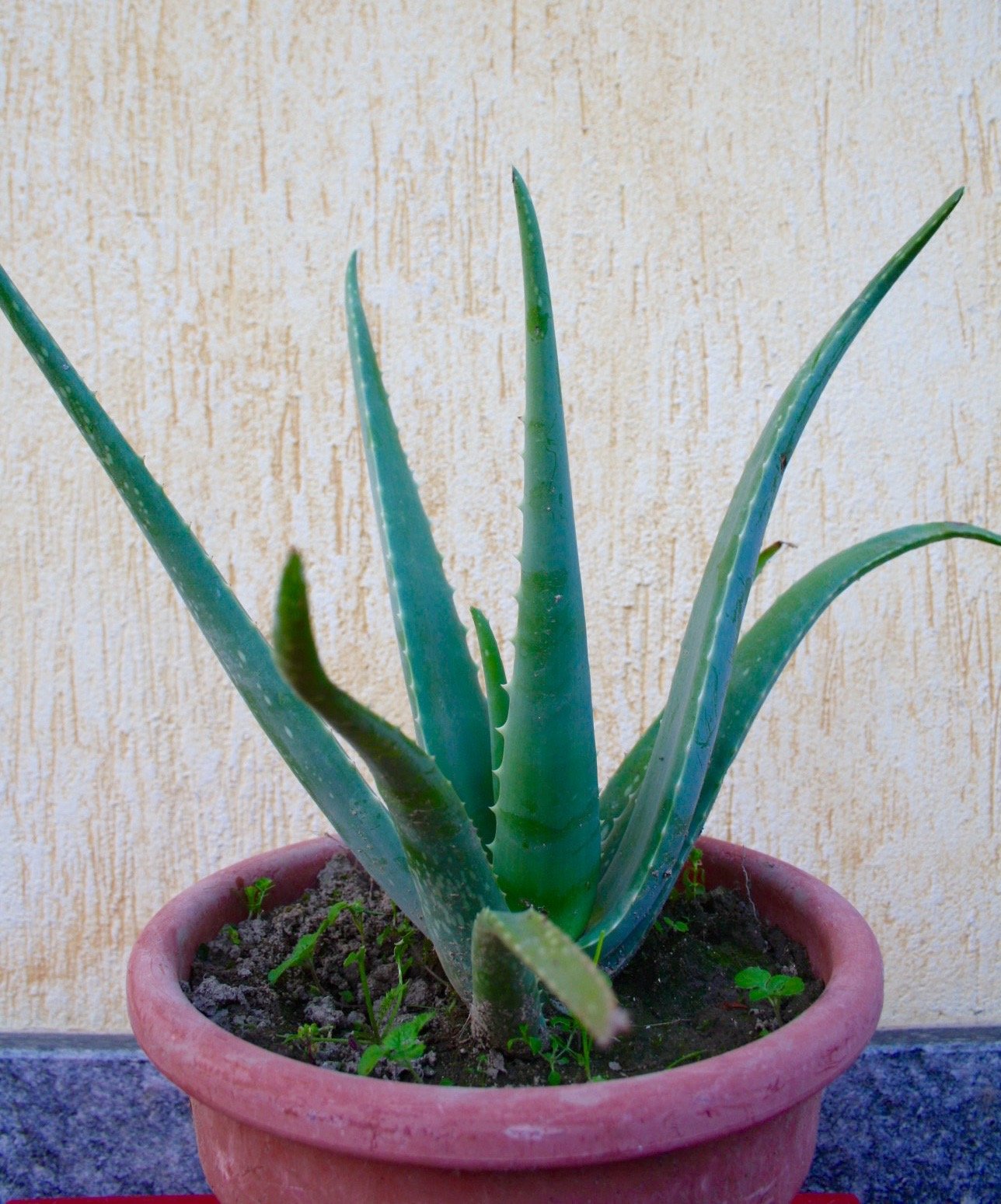 okf aloe vera king mango Bebida de Aloe Vera King Sabor Mango 500ml OKF  Alimentacion Asiatica  KIMJIA