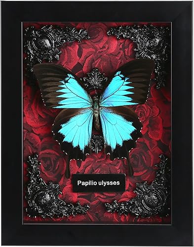 Miniatura 1 de Taxidermia de mariposa con marco de mariposa real, caja de sombra de mariposa, mariposas enmarcadas reales en una caja para decoración gótica del