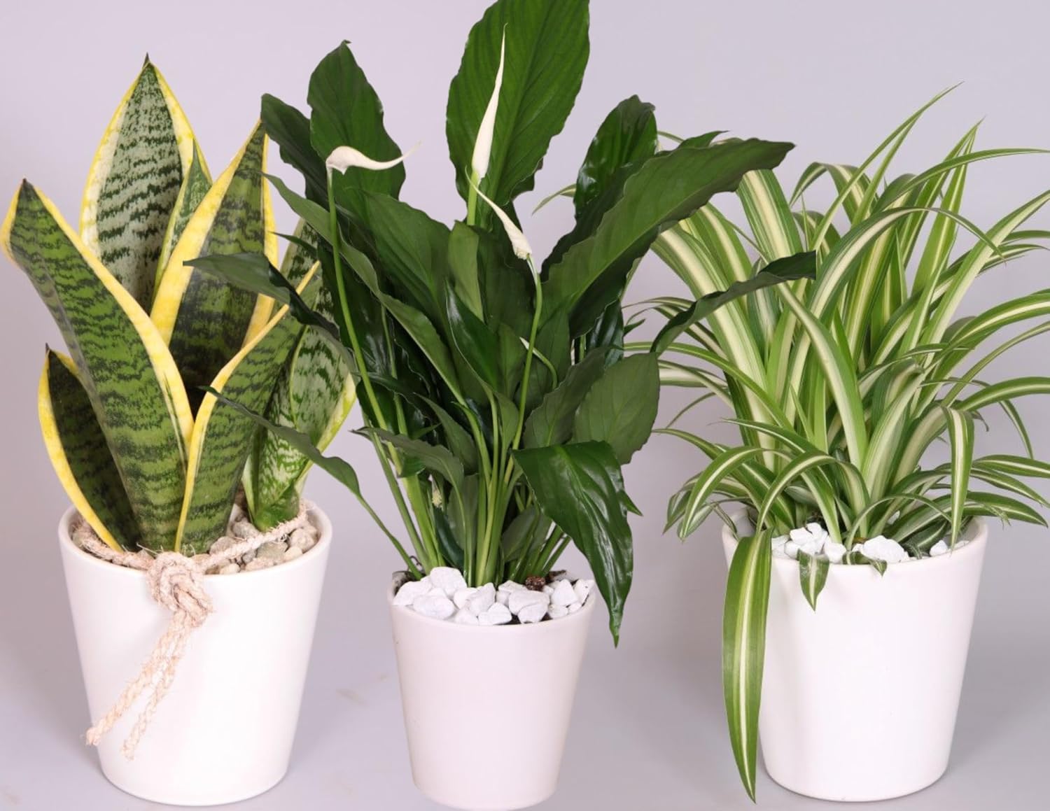 Evergreen Indoor House Plant Collection - 3 x Snake Plant, Peace Lily, Spider Plant in 10-12cm Pots - House Plants in pots - Plants Office or Home D cor - Easy Care Plants Low Maintenance