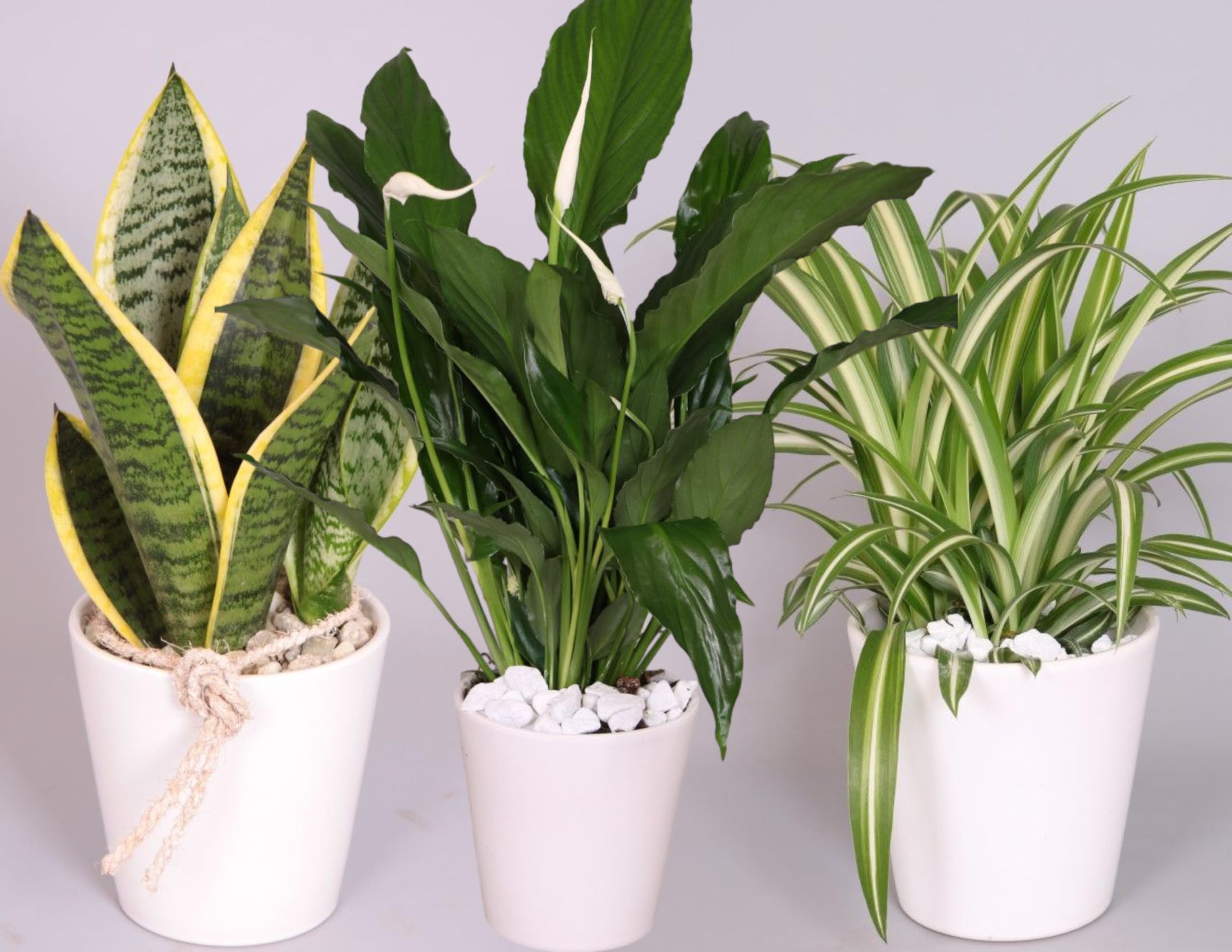 Evergreen Indoor House Plant Collection - 3 x Snake Plant, Peace Lily, Spider Plant in 10-12cm Pots - House Plants in pots - Plants Office or Home Décor - Easy Care Plants Low Maintenance