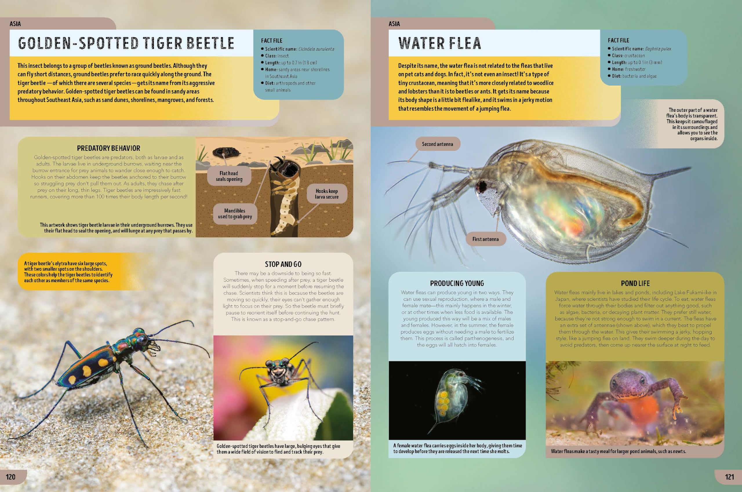 Lonely Planet Kids The Bugs Book: Meet Over 100 Incredible Creepy-Crawlies That Share Our Planet (The Fact Book)