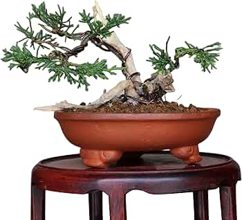 81FtrJGQJQL._AC_UF350, 81FtrJGQJQL._AC_UF350,