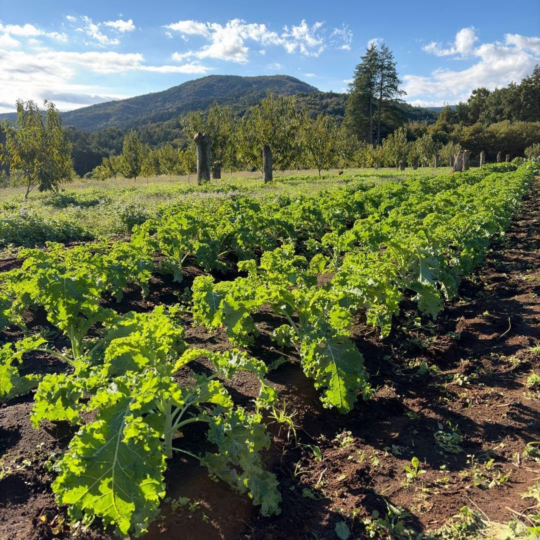 《農家 》朝採れ ケール 1kg