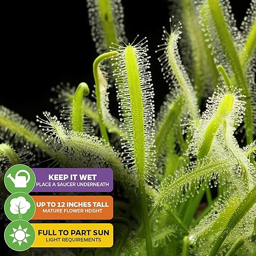 Spoonleaf Sundew Live Carnivorous Plant - Drosera Spathulata - Thumbnail 4