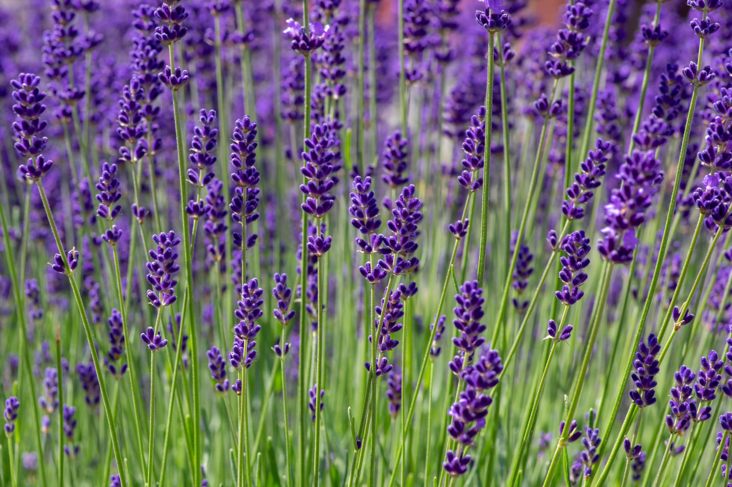 Stauden Gänge 50 x Lavandula angustifolia 'Hidcote Blue' Echter Lavendel | Blaue Staude für Sonne, Blüte Juli bis August, mehrjährig, 9x9 cm Topf
