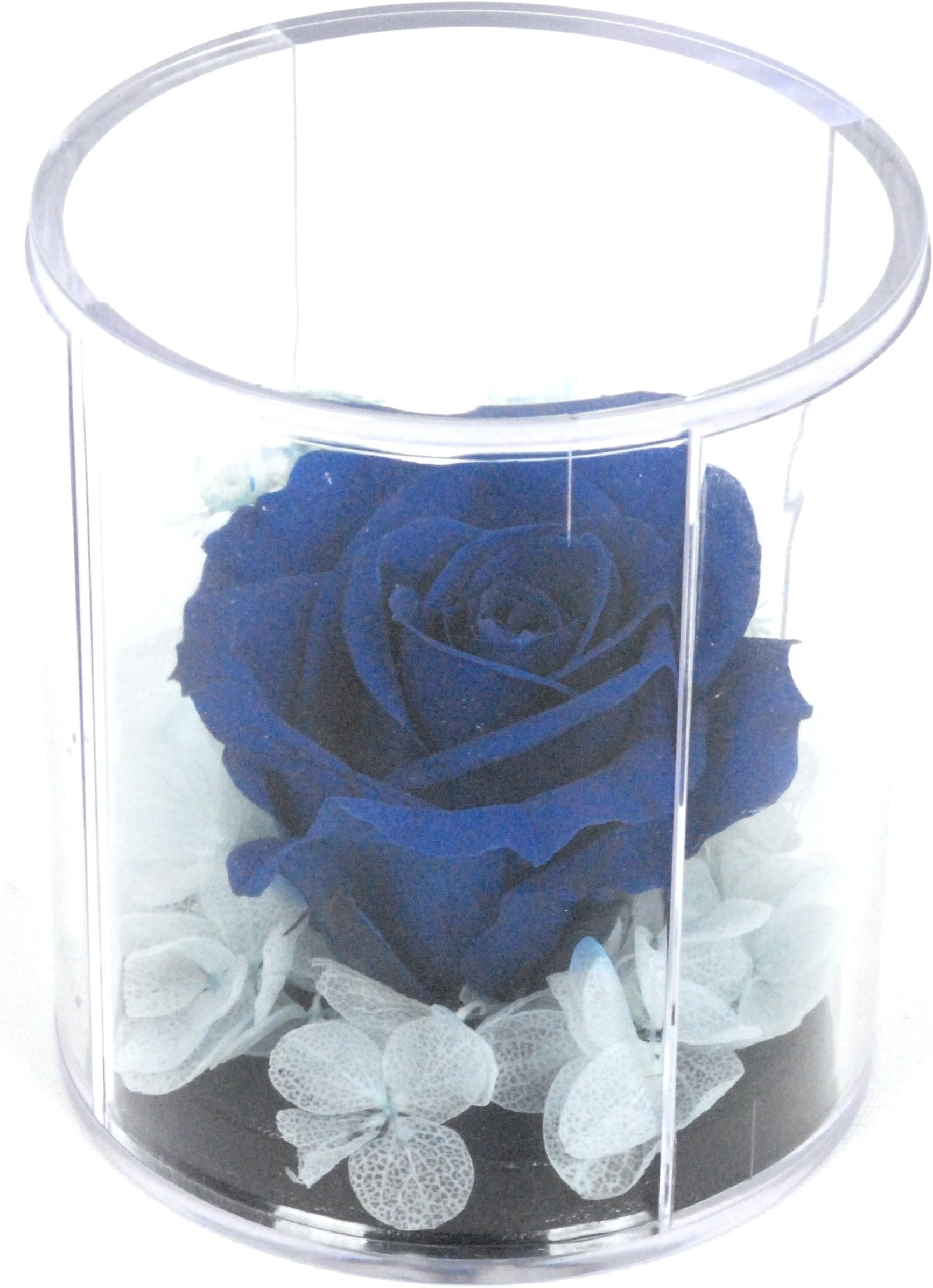 Natural Rose Preserved Flower in Durable Acrylic Case-BLUE