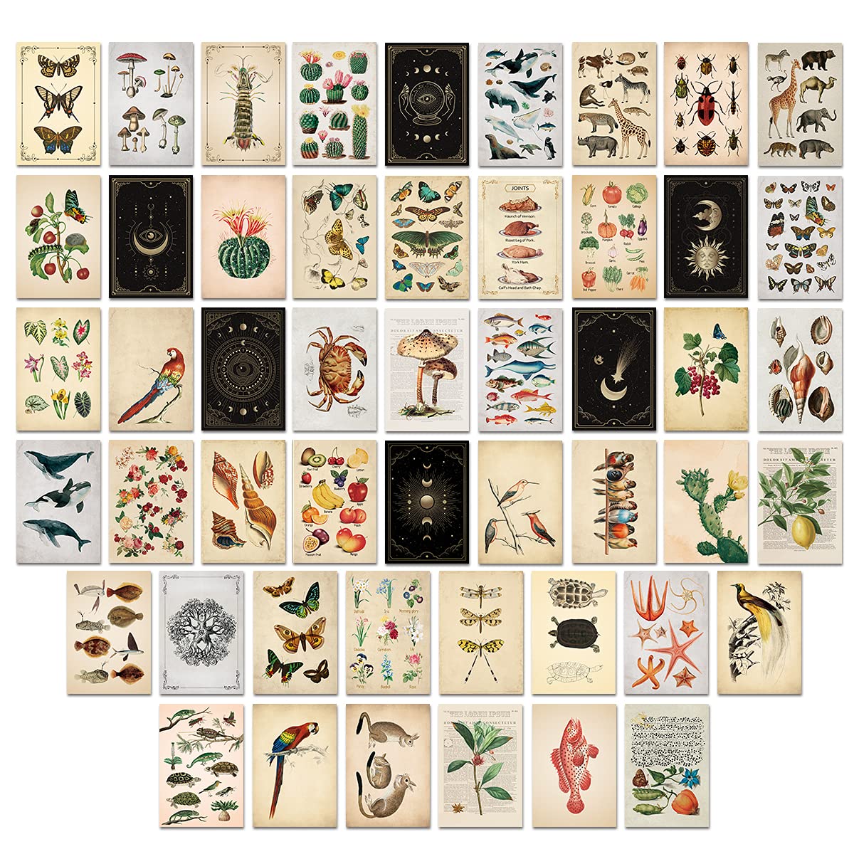 Buy 50Pcs Vintage Flora & Fauna Aesthetic Posters Decor Kit4x6 Inch
