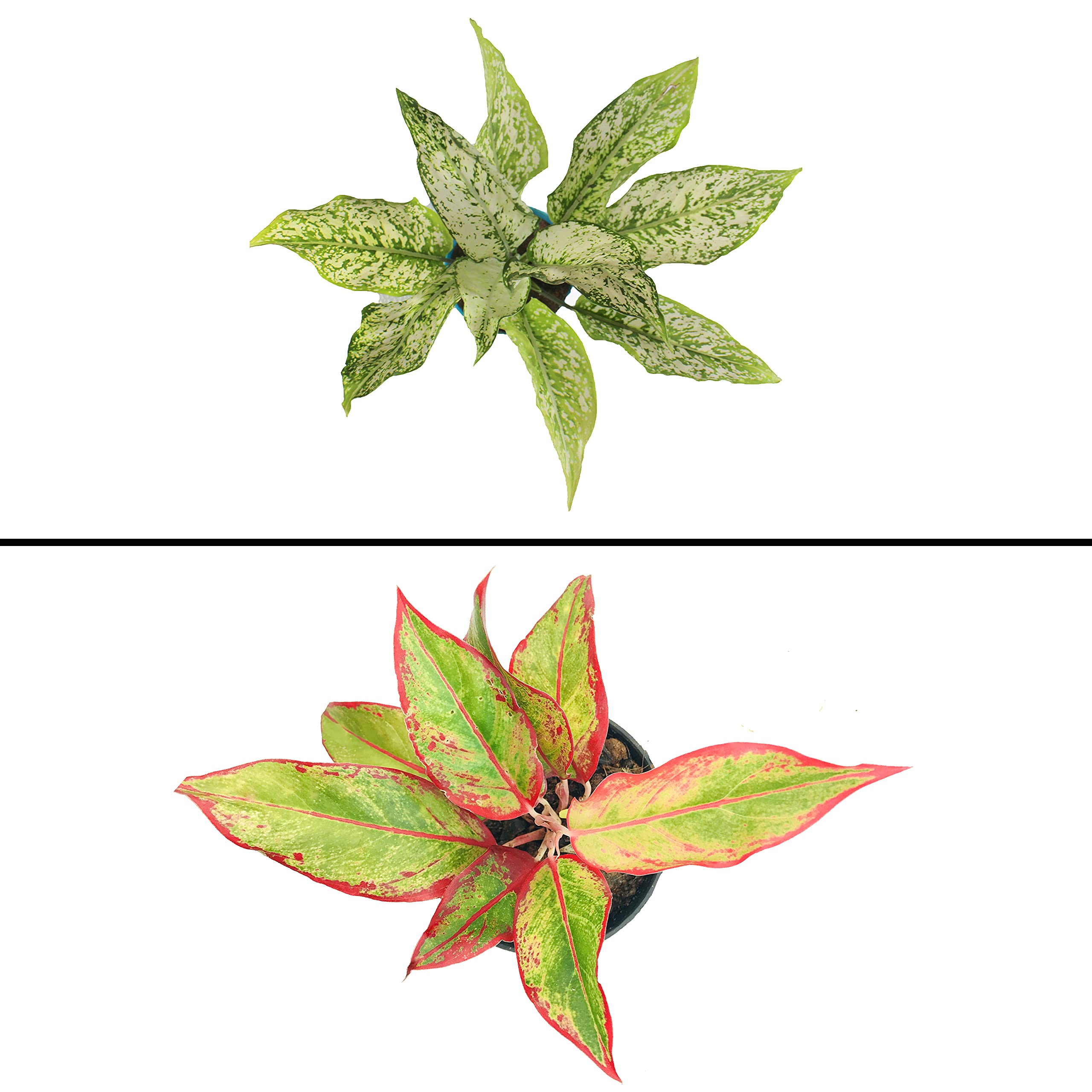Aglaonema Plant - Red & Green Live with Pot -1
