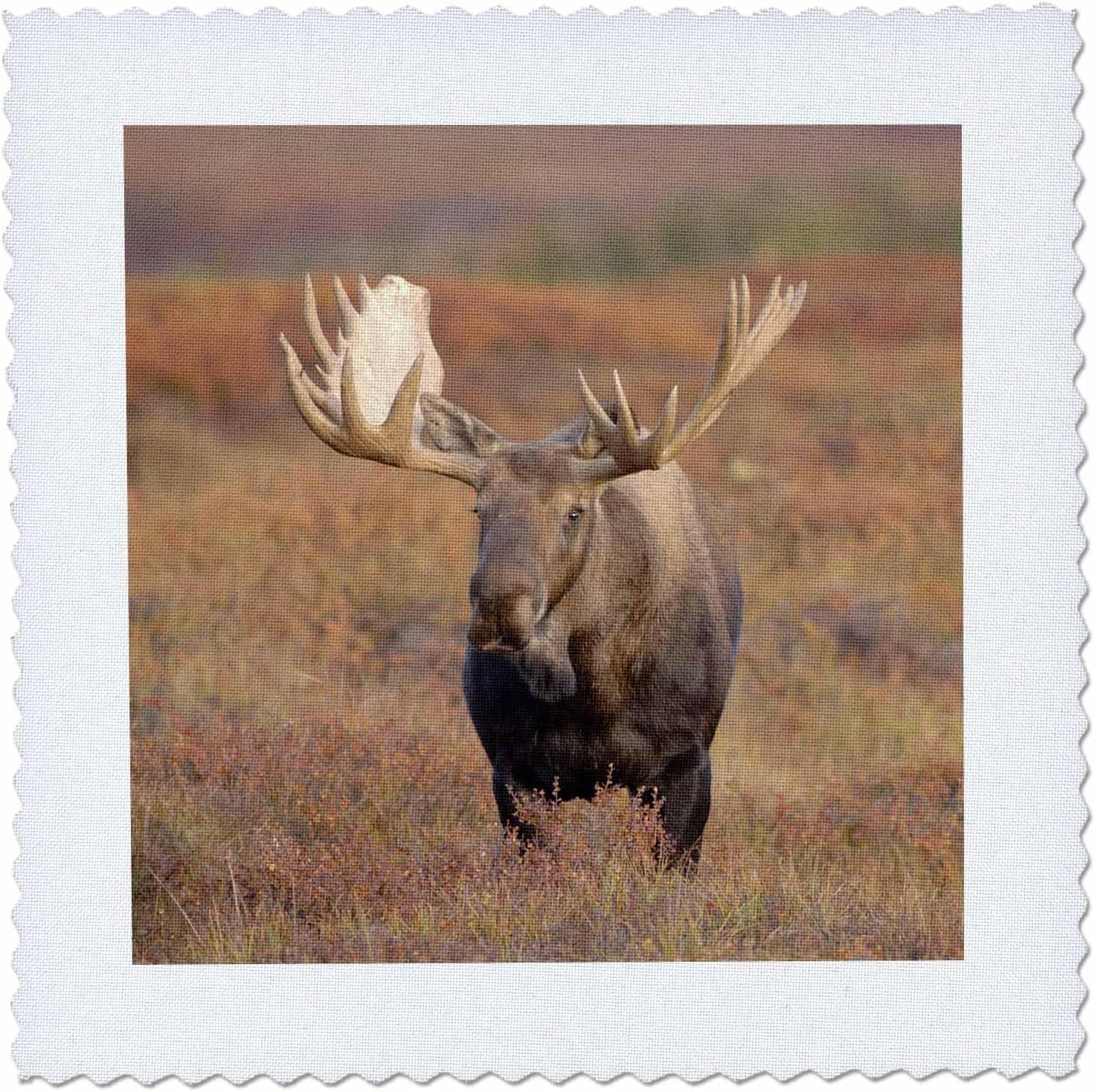 3dRose qs_87700_2 Moose Bull Wildlife, Denali National Park, Alaska - US02 SKA3060 - Steve Kazlowski - Quilt Square, 6 by 6-Inch