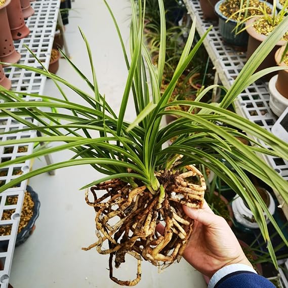 Gorgeous Cymbidium Bulbs Mix UK,Hardy,Flowering Rhizome,Excellent Display,Good for Containers,Iridescent,Perennial,Balcony Garden Bulbs.-3bulbs-K