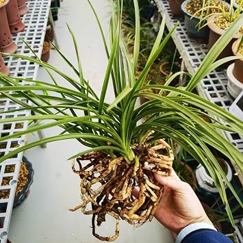 Gorgeous Cymbidium Bulbs Mix UK,Hardy,Flowering Rhizome,Excellent Display,Good for Containers,Iridescent,Perennial,Balcony Garden Bulbs.-3bulbs-K