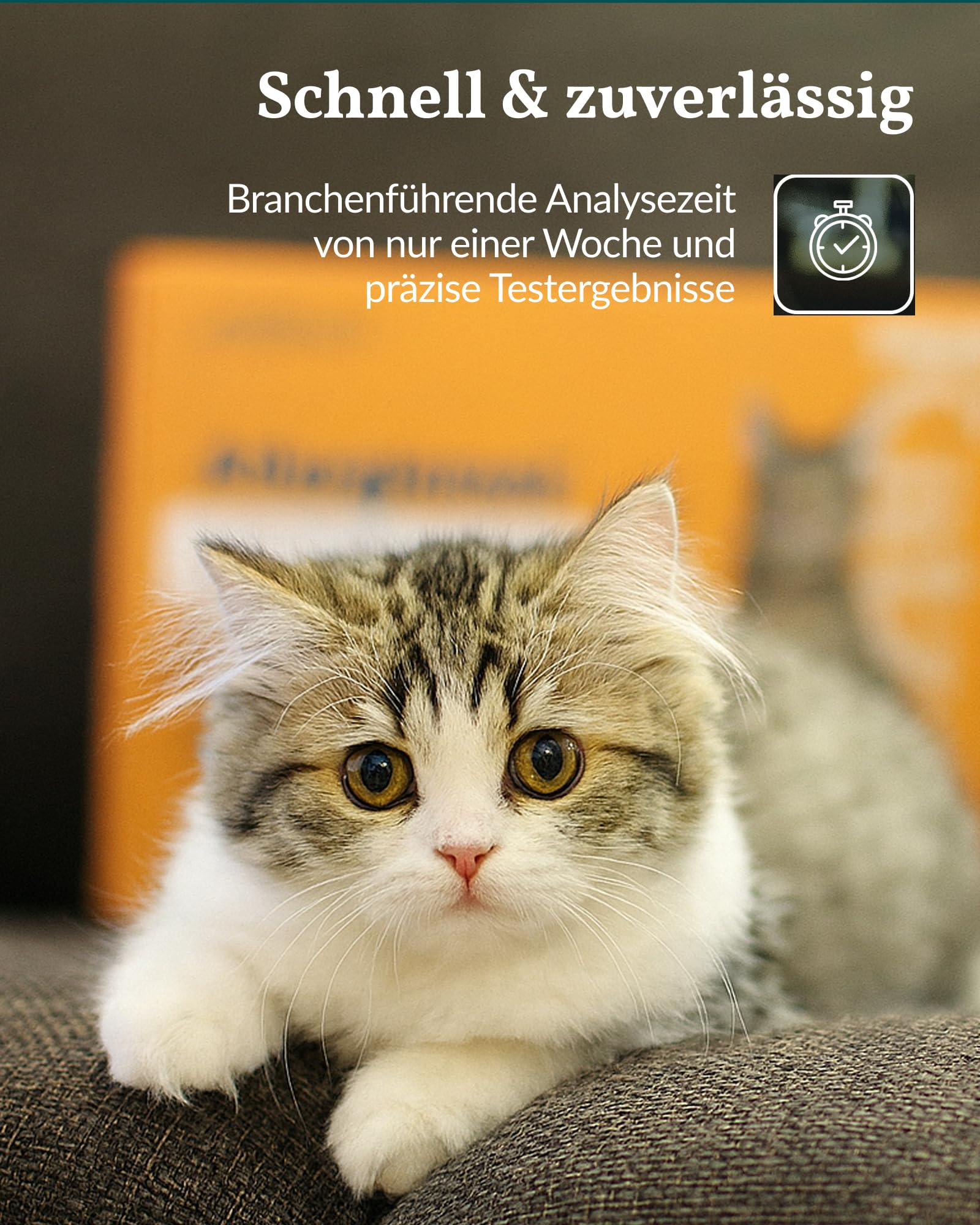 vetevo Allergietest Basic Katze, Unverträglichkeitstest Katzen, bei Juckreiz-Symptomen, Pfoten-Beißen & Niesen, 260+ Futtermittel Unverträglichkeiten Testen