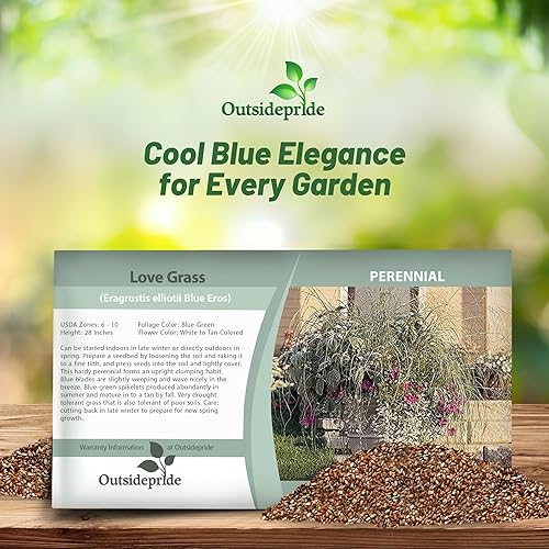 Miniatura 3 de Outsidepride - 500semillas de la hierba ornamental perenne Eragrostis elliotii Blue Eros, Love Grass para sembrar