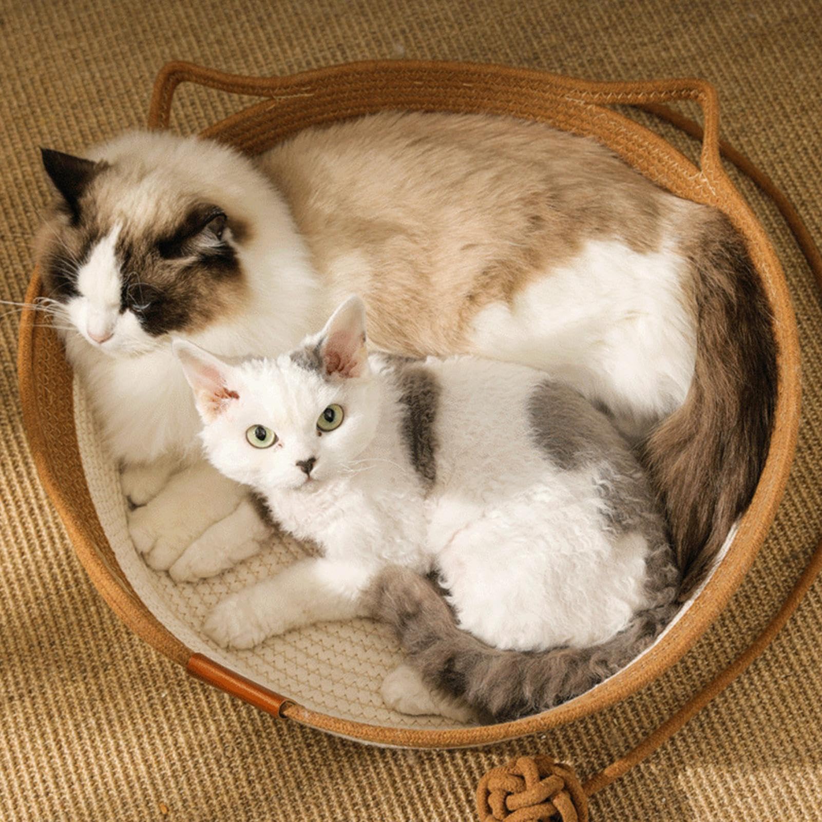 Letto per animali domestici, cesto per gatti, lavabile, morbido con cuscino rimovibile, per interni ed esterni, per dormire in uffici e stanze