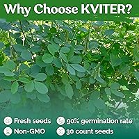 Vista 5 de KVITER 30 semillas de chipilin (Crotalaria Longirostrata) – Semillas de Chipilin para Sembrar – Semillas de reliquia orgánicas raras, semillas