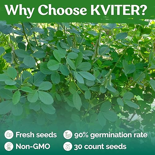 Miniatura 5 de 30 Semillas De Chipilin 30 semillas de chipilin