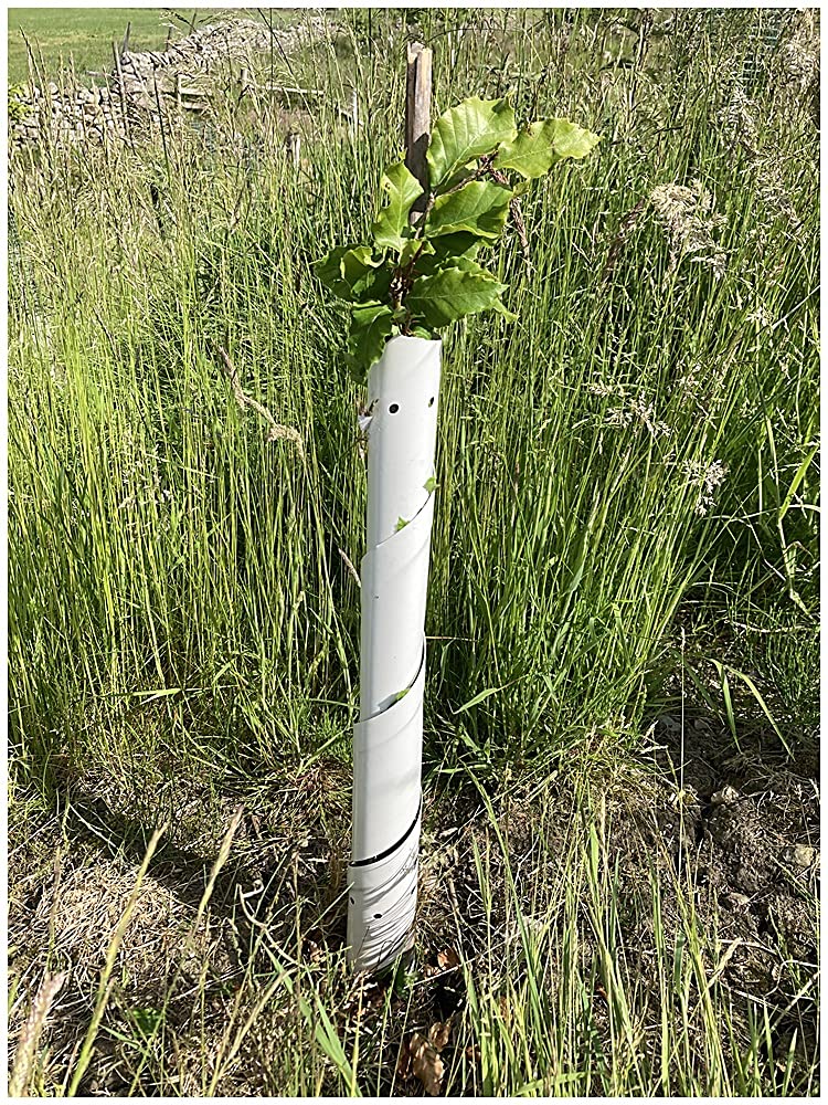 F&G Supplies 100 White Spiral guards for protecting your hedge plants and tree saplings from rabbits!