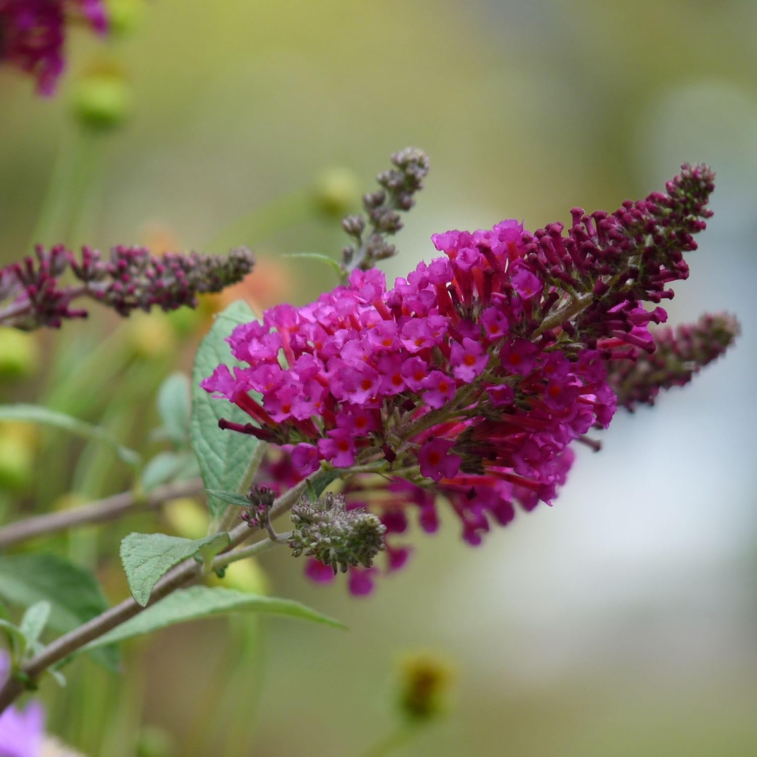 TriStar Plants - Butterfly Bush Black Knight, 1 Gallon Trade Pot - 1'ft Tall - Established Potted Plant, Buddleja - Fast Growing, Attracts Pollinators, Deer Resistant Flowering Shrub