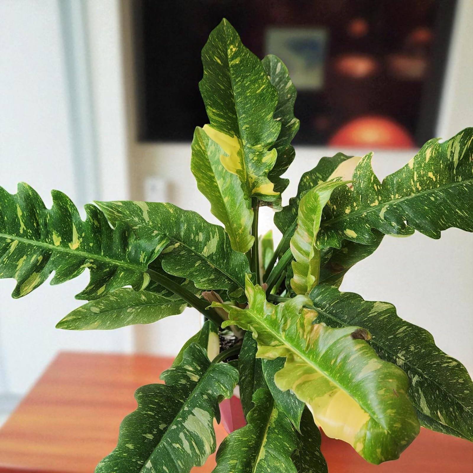 Carbeth Plants Philodendron Ring of Fire 2 x 12cm Pot - Rare Tiger Tooth Indoor Plant with Variegated Serrated Leaves - Slow Growing Foliage Unique Tropical Houseplant for Home & Office Décor