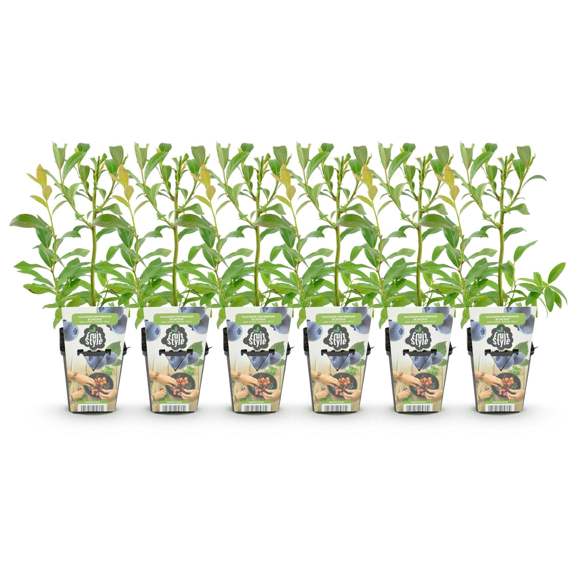 Heidelbeere Vaccinium corymbosum Bluecrop Staude 6 Pflanzen Ø9 cm H30 cm