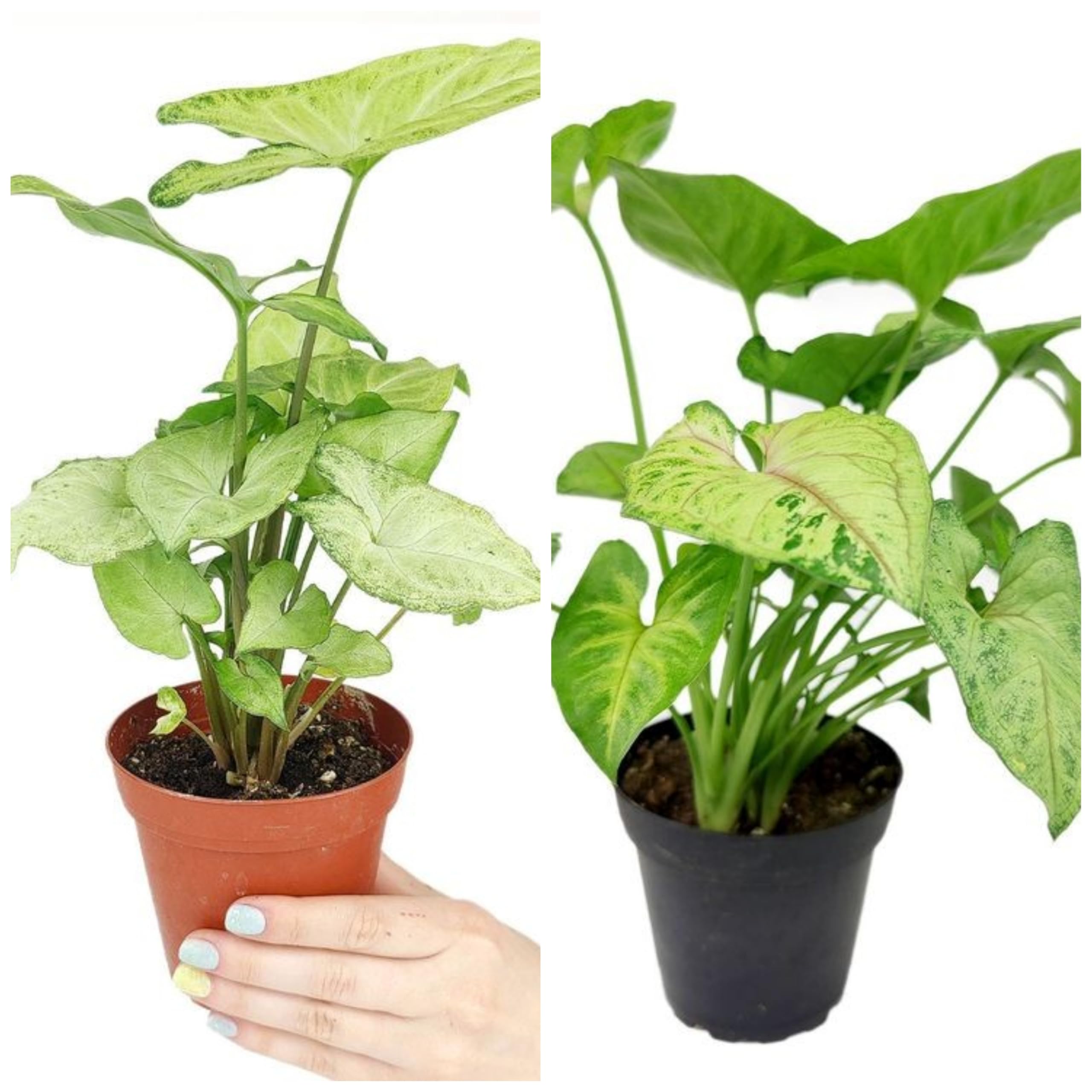 Syngonium 2 combo Live Plant Indoors, outdoor for Living Room, Table Corner, Balcony, Office/Home Decoration-image-15