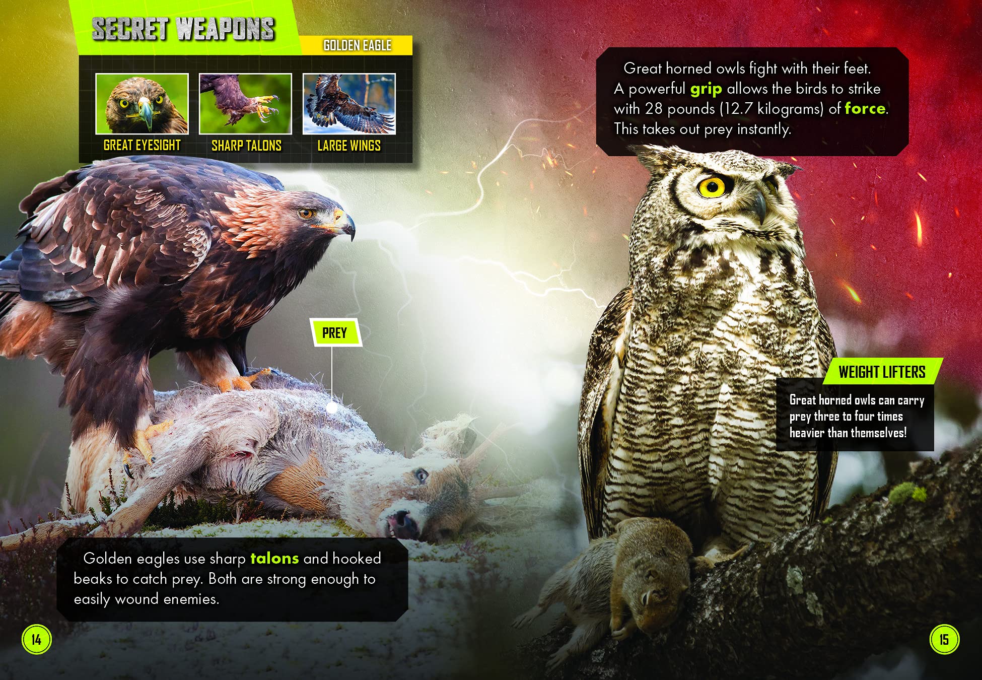 Golden Eagle Vs. Great Horned Owl