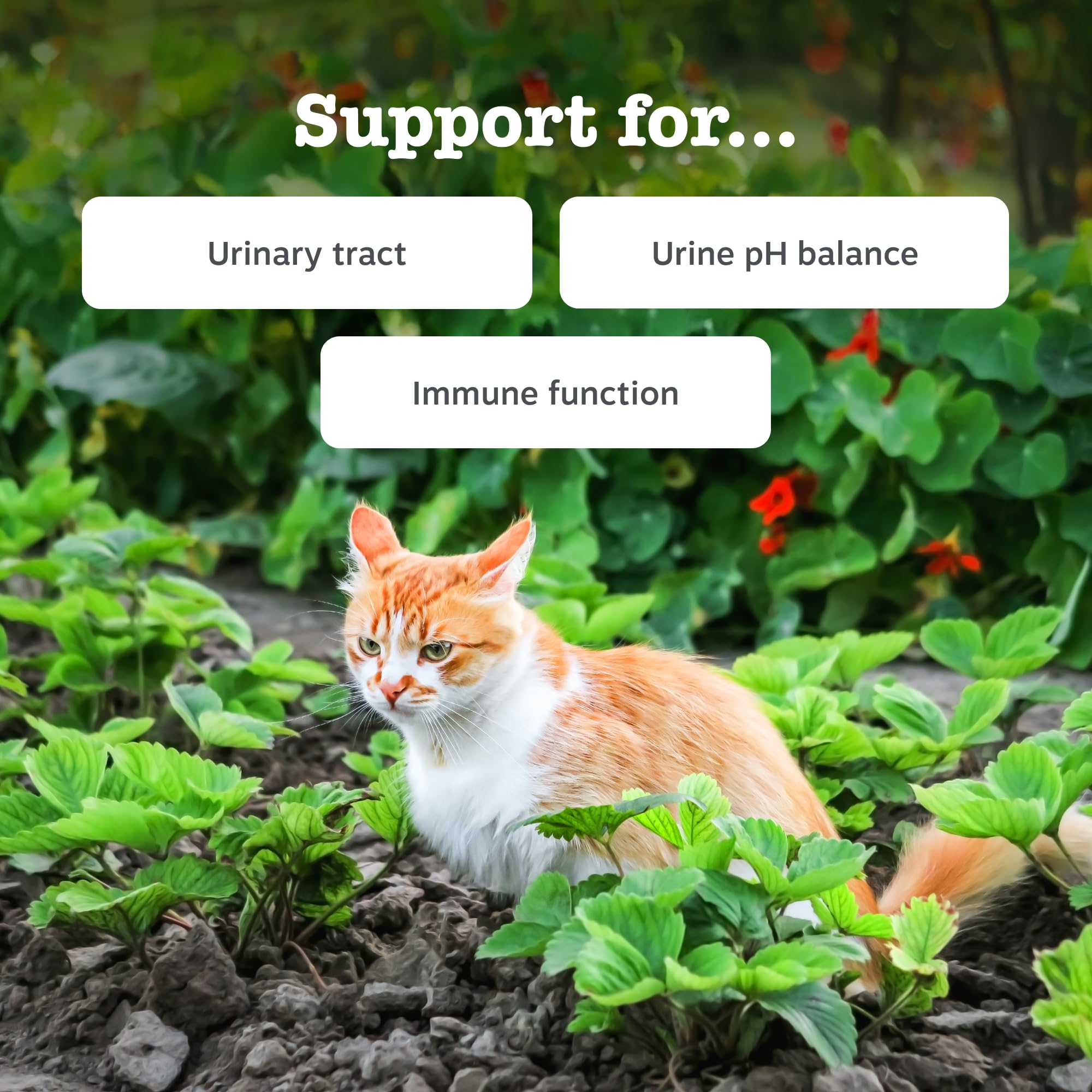 Zesty Paws Urinary & Renal Paste for Cats, 75ml - Image 2