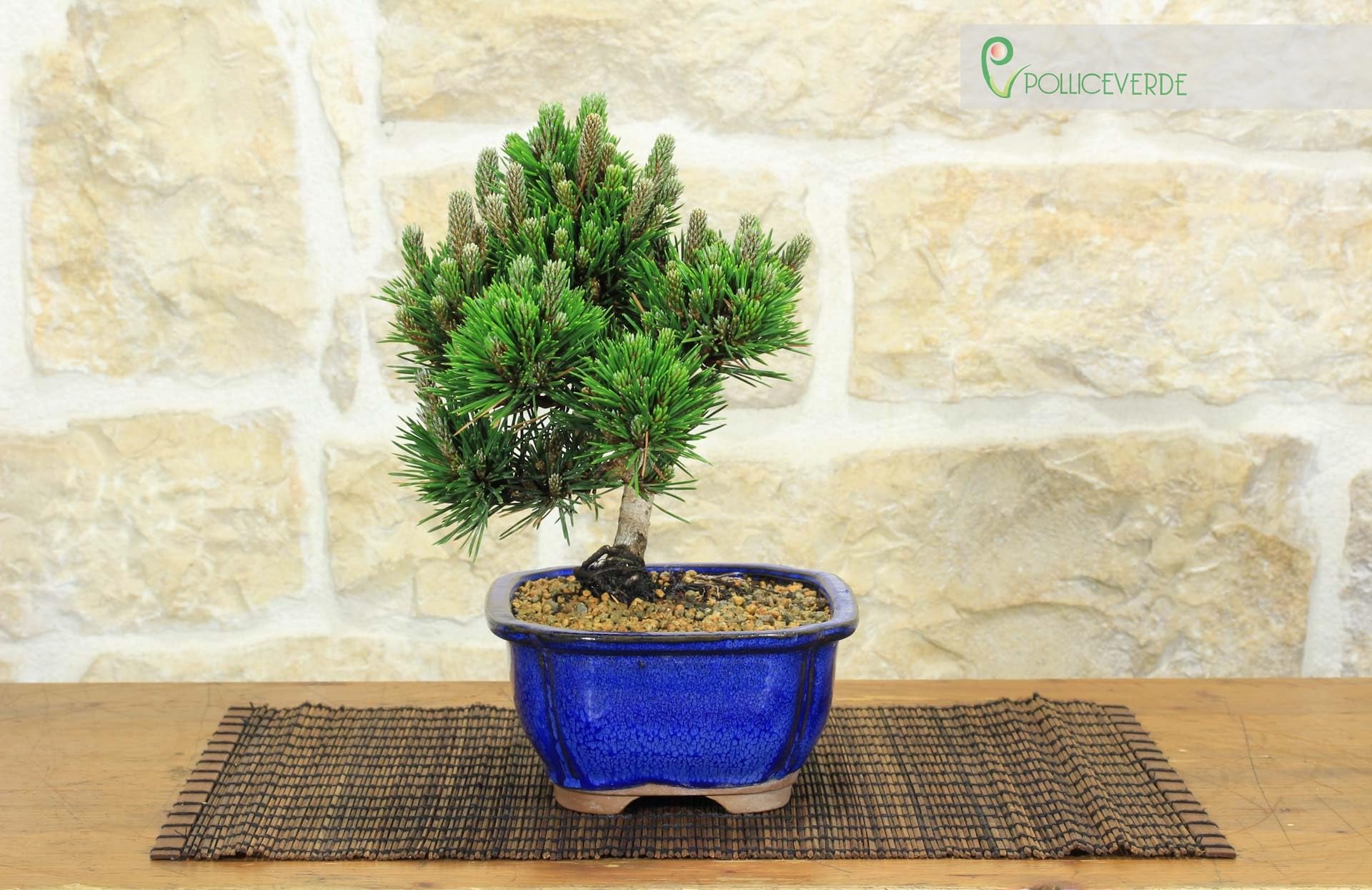 Bonsai di Pino Nero Thunbergii Senjyumaru (75)