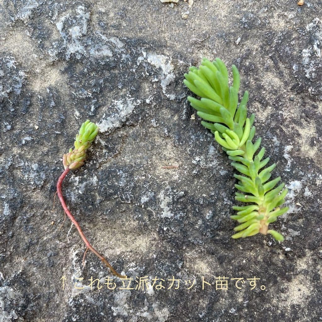 Amazon.co.jp: 1本〜ヒスパニクム セダム 多肉植物 初心者向け