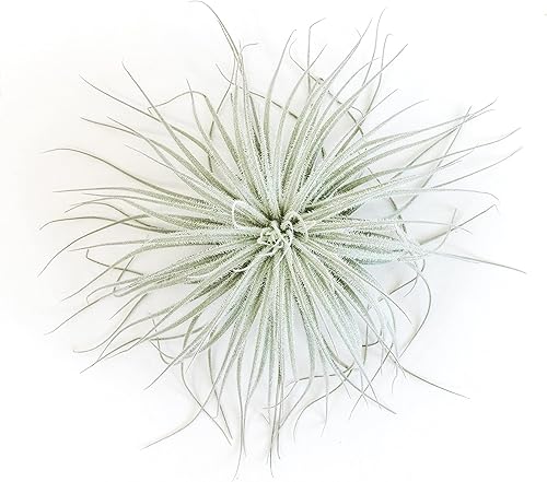 Planta de aire Jumbo Tectorum Ecuador - Plantas suculentas de interior y exterior de Tillandsia vivas - Disponible al por mayor y a granel - disponible en Yaxa Venezuela