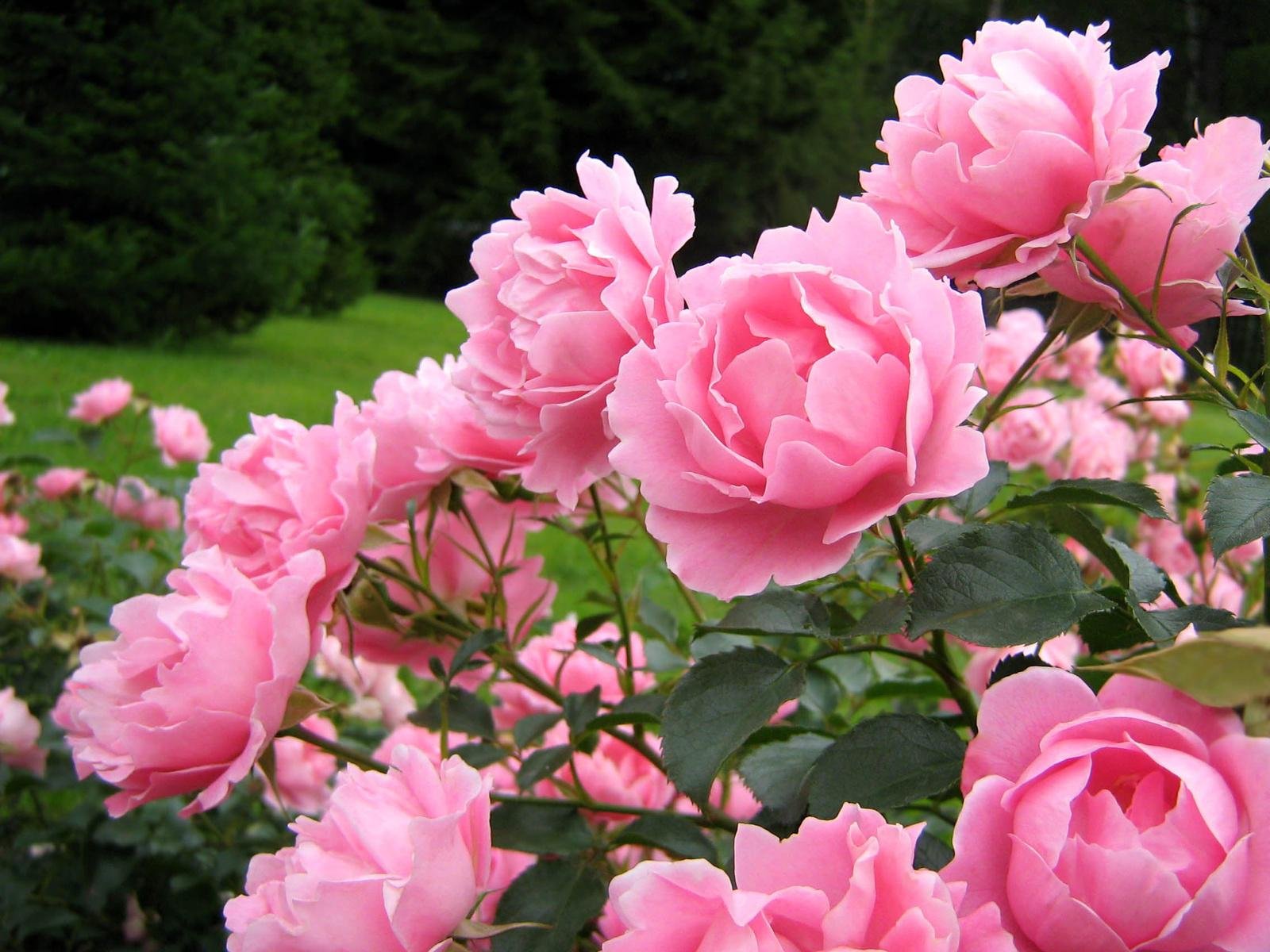 Carnation Flower Seed with Growing Soil 20 Seeds per Packet-image-14