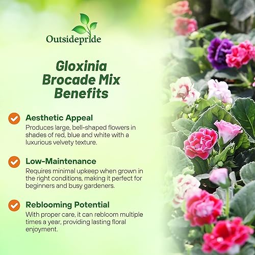 Miniatura 3 de Outsidepride 50 semillas perennes Gloxinia Brocade Flower Seed Mix para plantar