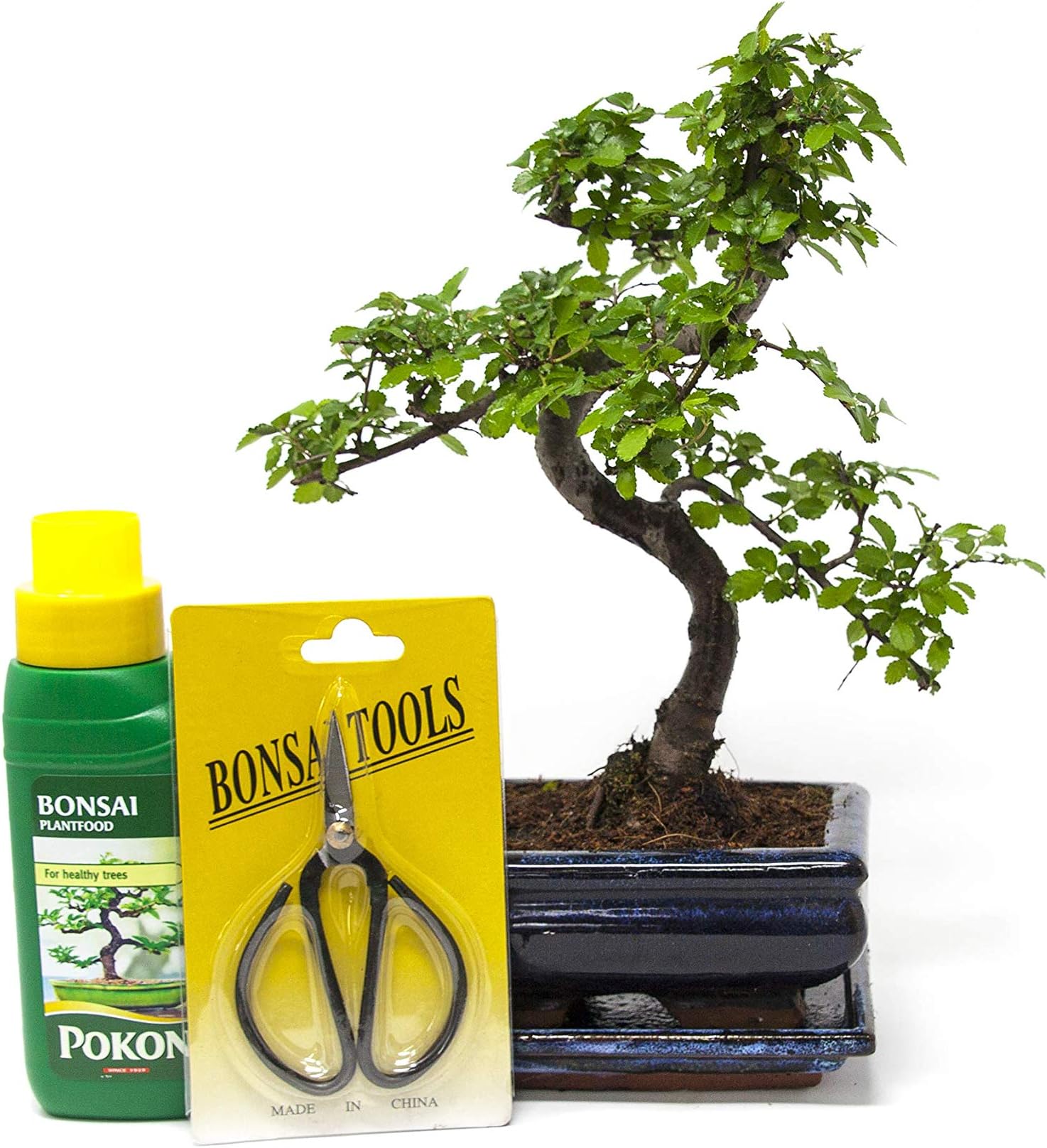 Chinese Elm Bonsai Tree Kit - 7 Year Old Bonsai Tree with Plant Feed & Scissors