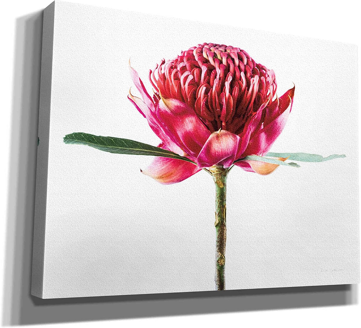 Epic Graffiti 'Waratah Flower' by Elise Catterall, Giclee Canvas Wall Art, 16"x12"