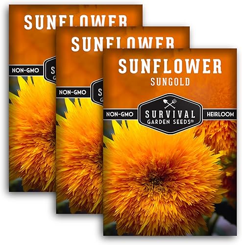 Survival Garden Seeds - Semilla de girasol enano Sungold para plantar - 3 paquetes con instrucciones para cultivar flores de oso de peluche con Survival Garden Seeds - Semilla de girasol enano Sungold para plantar - 3 paquetes con instrucciones para cultivar flores de oso de peluche con